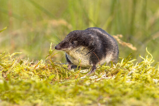 Eurasian Water Shrew In Natural Environment