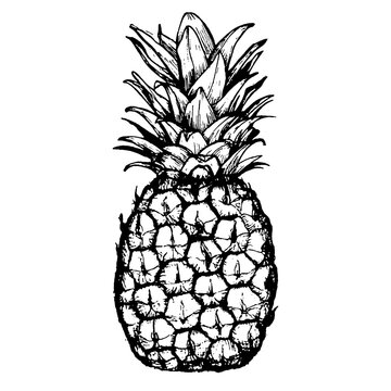 Vector hand drawn pineapple. Tropical summer fruit engraved style illustration. Perfect for invitations, greeting cards, posters.