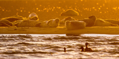 Harbor Seals on sandbank at sunset
