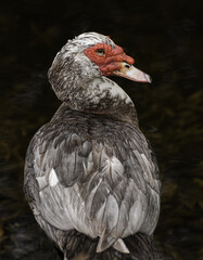 Grey and red muscovy duck against a dark background.