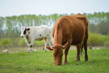 Naklejka na ściany i meble Herd of cows at summer green field , green grass pasture.