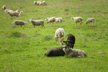 Obraz na płótnie Canvas flock of sheep pasturing on green grass