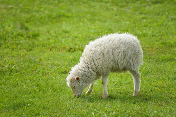 Cute Baby Sheep at summer greenfield , lamb pasturing at green grass.