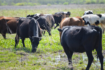 Fototapeta premium Landscape view group of cows eating the grass in the meadow