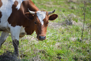 Closeup portrait of grazing brown and white cow