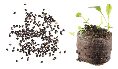 Seeds and seedling of wood forget-me-not plant (Myosotis sylvatica) isolated on white background