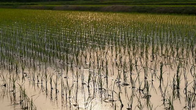 田植えの後 水田 夕日
