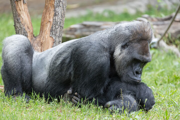 Male strong gorilla resting on the ground at the zoo
