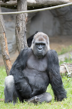 Male strong gorilla sitting on the ground at the zoo