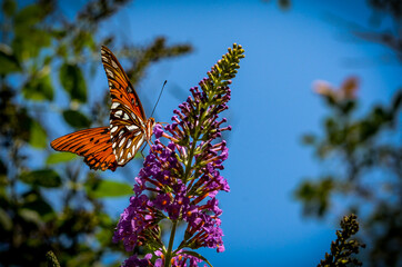 butterfly and plant