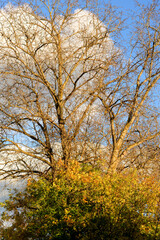 Obraz premium Poplar without leaves at autumn.