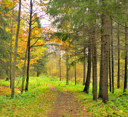 Park and walkway at autumn.