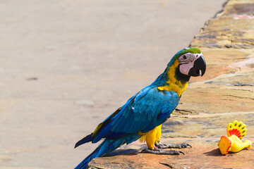 Parrot from Grand Canary