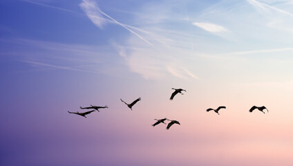 Birds flying against evening sunset environment or ecology concept