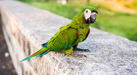 Parrot, lovely bird, animal and pet