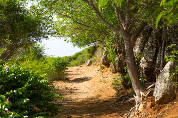 Antigua, Caribbean islands, English Harbour. Rocks and trees 