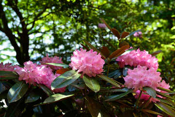 長安寺のシャクナゲ