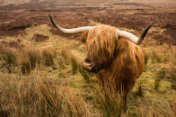 Schotse hooglandkoe in veld. Hooglanders. Isle of Skye, Schotland