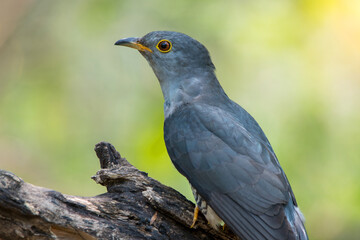 Beautiful of Cuckoo Bird, Himalayan Cuckoo (Cuculus saturatus), standing on branch showing it side profile in nature of Thailand
