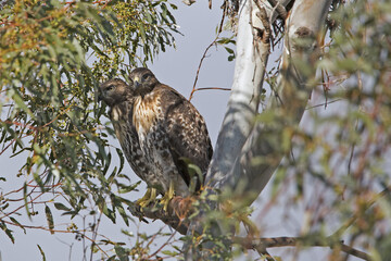 Juvenile Red-tailed Hawks