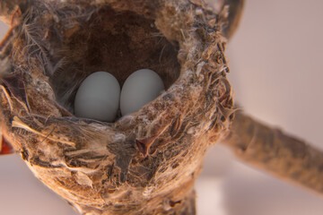 Hummingbird Eggs