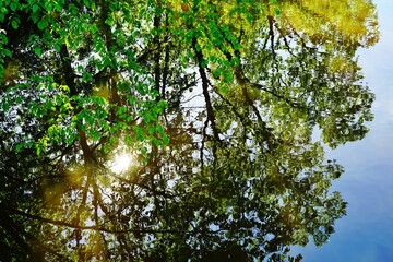 Trees reflecting in the water 