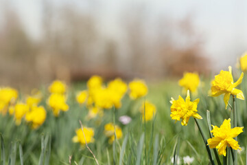 daffodil easter flowers background