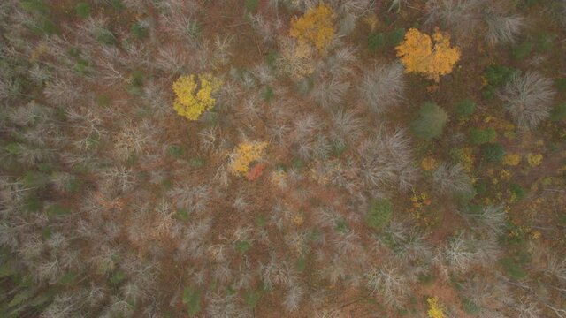 AERIAL, TOP DOWN: Flying above beautiful mixed deciduous and conifer forest covering picturesque leaf-carpeted lowlands in late autumn. Stunning bare birch trees and lush green spruces during the fall
