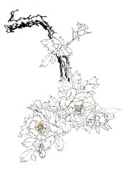 Chinese-style drawings, sketches, peony