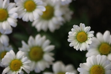 Group of Daisies