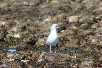 Seagull 1