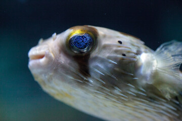 Spiny porcupinefish Diodon holocanthus has eyes that sparkle with blue flecks © SailingAway