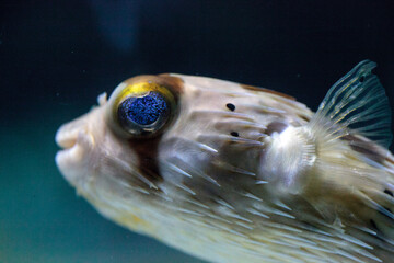 Spiny porcupinefish Diodon holocanthus has eyes that sparkle with blue flecks © SailingAway