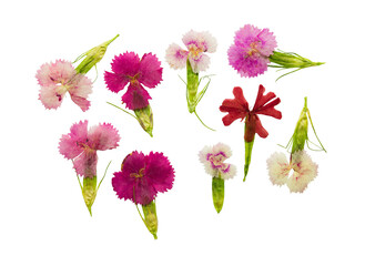 Pressed and dried set magenta flowers sweet-william (dianthus barbatus), isolated