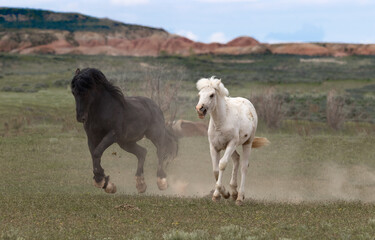 Fototapeta premium Wild Horses