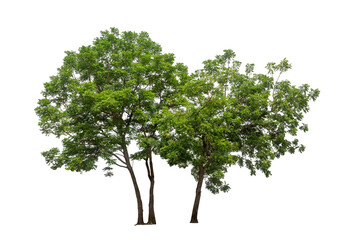 Obraz premium Isolated tree on white background