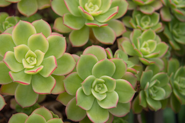 Succulents with green leaves and red tips