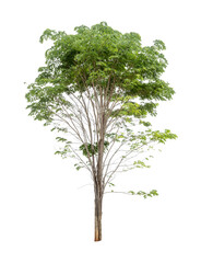 Isolated tree on white background
