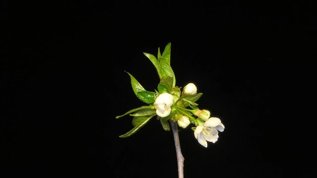 Cherry flower blossoming time lapse.