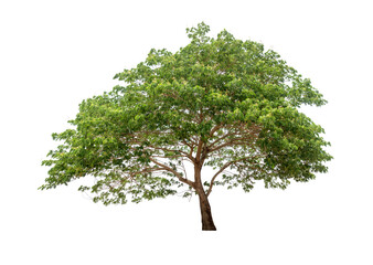 Obraz premium Tree isolated on white background