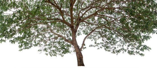 Isolated tree on white background