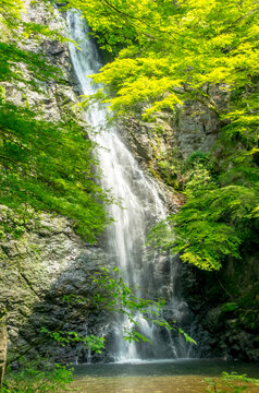 大阪・箕面の滝 © satoru