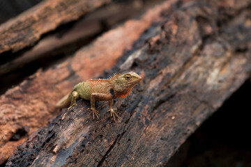 Chameleon in Thailand, Reptile in Thailand