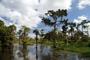 Fototapeta na wymiar Maurepas Swamp, Lousiana