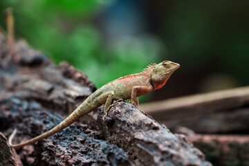 Chameleon in Thailand, Reptile in Thailand