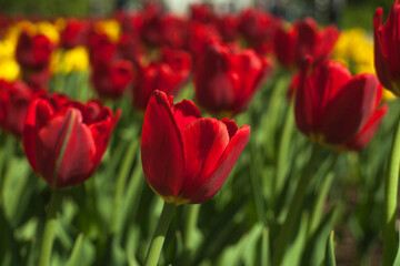 Blooming red and yellow tulips, spring background, concept of spring, renewal, heyday, horizontal