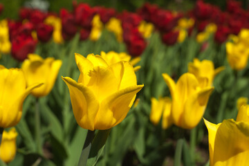 Obraz premium Blooming red and yellow tulips, spring background, concept of spring, renewal, heyday