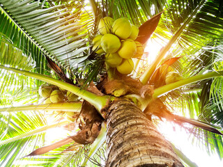 Coconut tree with  light flare.