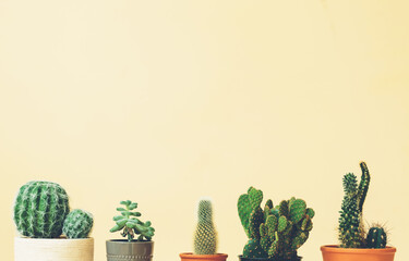 Cactus tops on a muted yellow background