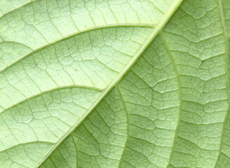 Leaves